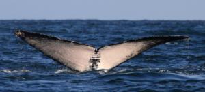 Luban's fluke