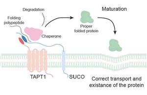 TAPT1 interacts with SUCO to maintain the homeostasis of newly synthesized proteins