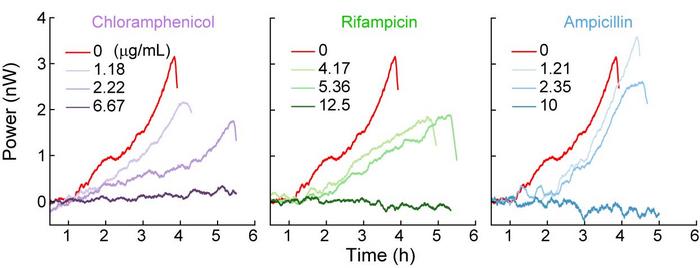 Bacterial_growth