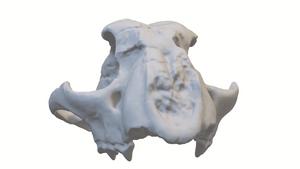 Cranial cast of Adelphailurus kansensis