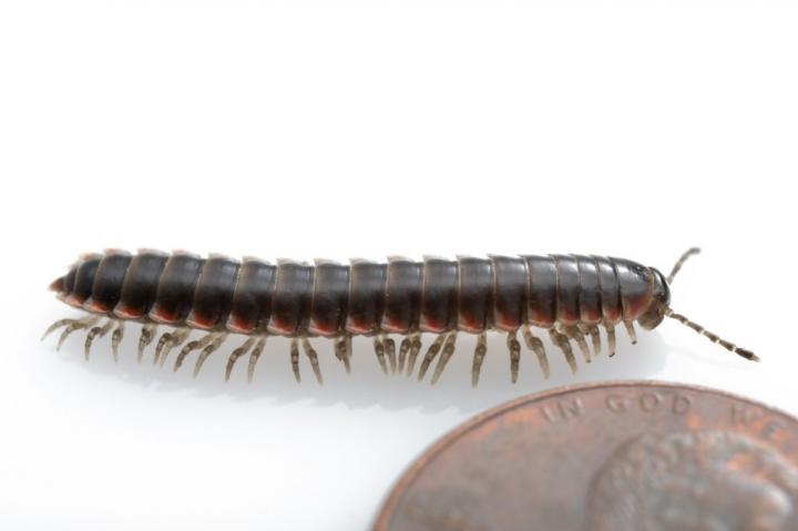 millipede size