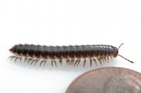 millipede size