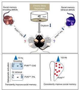 Figure 1. Working model. Chronic sleep disruption impairs the function of both the PVNOXT-CA2 and PVNOXT-PrL neural circuits and their OXT release, leading to defects in social memory encoding and retrieval.