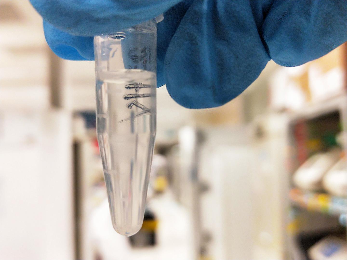 DNA in Test Tube