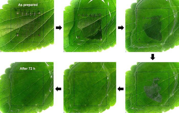 [Figure 2] Biodegradation process of the memory devices