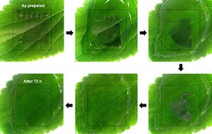 [Figure 2] Biodegradation process of the memory devices