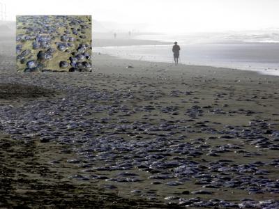 Moon Jellyfish Beach Stranding