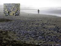 Moon Jellyfish Beach Stranding