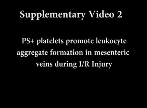 Rolling, Rolling, Rolling on the Platelets (1 of 12)