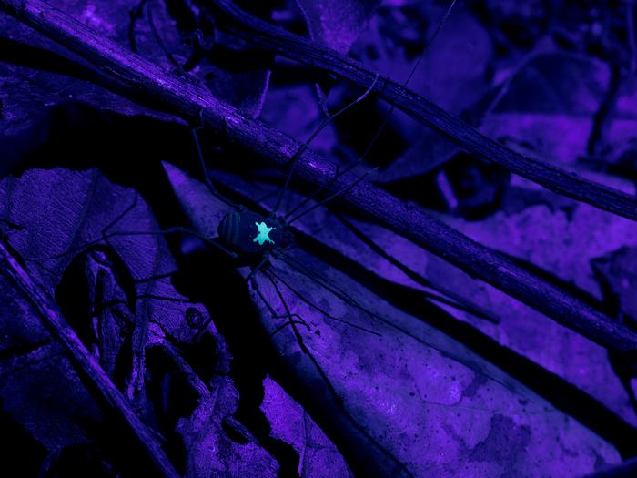 Harvestman Vononana adrik - UV light