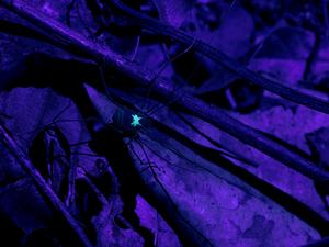 Harvestman Vononana adrik - UV light