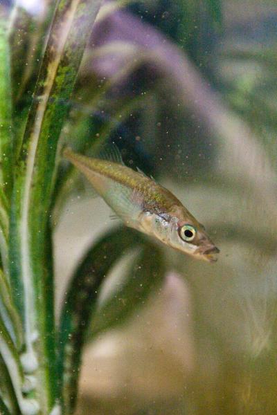 Mutation Halts Pelvic Growth in Fish (1 of 4)