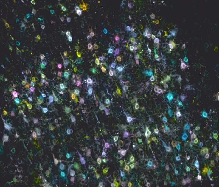 BARseq Image