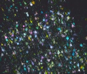 BARseq Image