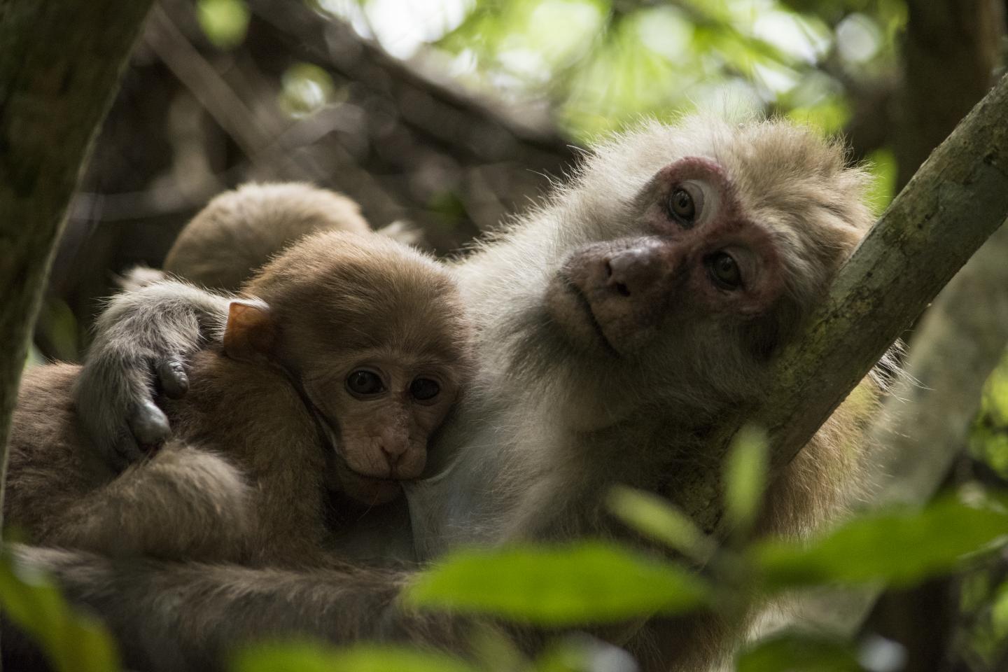 Mother and Offspring