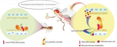A Microbe That Flies Just Can't Do Without 