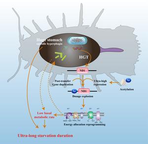 Mechanism diagram showing the survival strategy and horizontally acquired energy metabolism-related gene in reprogramming energy allocation in deep-sea isopods