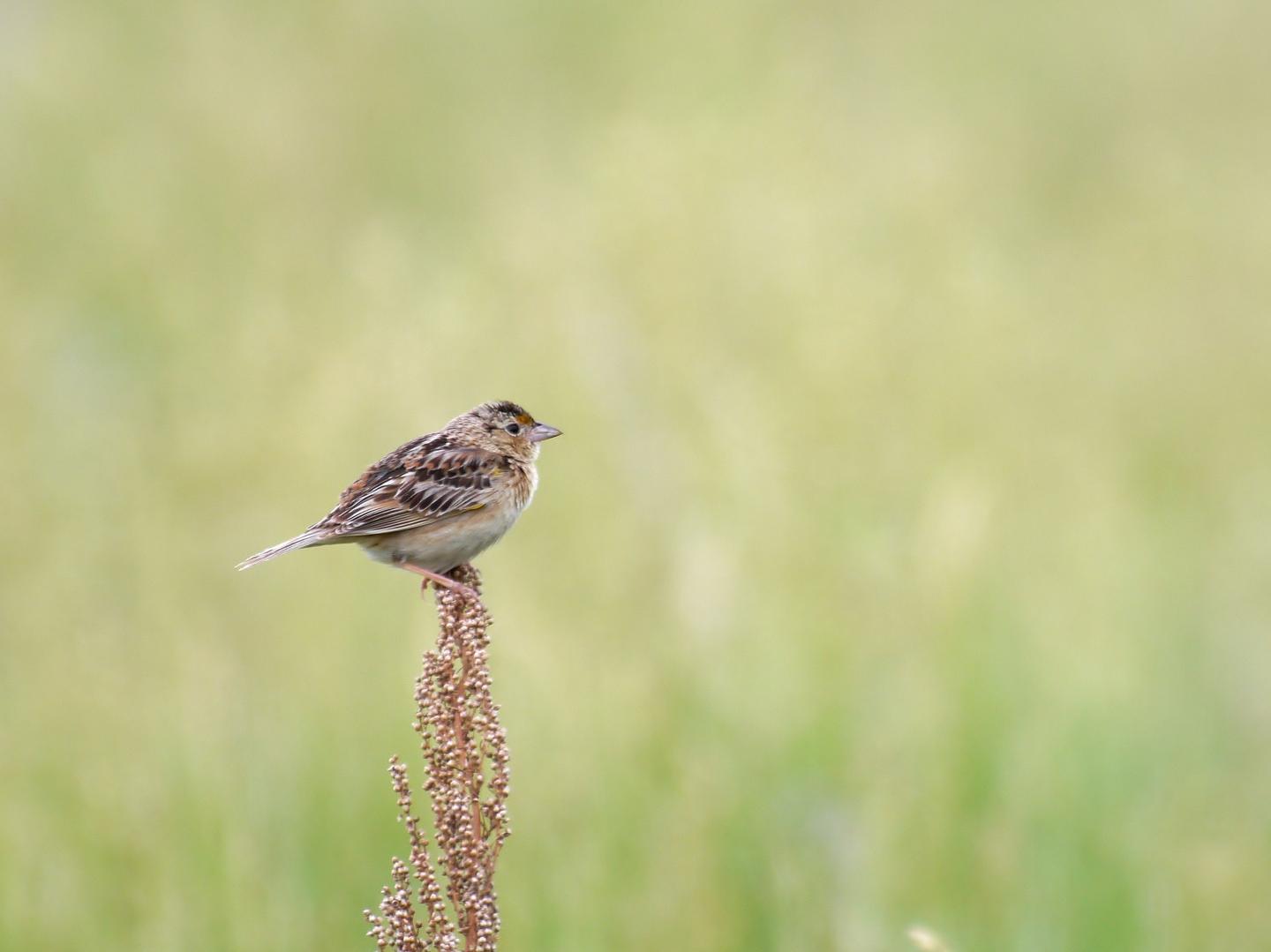 Grasshopper Sparrow