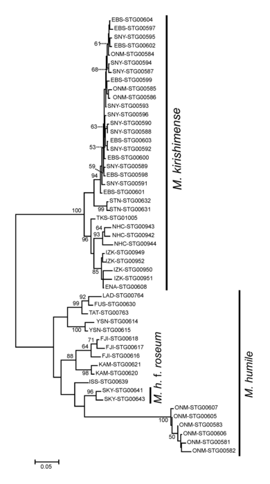 図5．キリシマギンリョウソウとギンリョウソウの分子系統樹