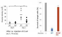Figure 3. Intraperitoneal Injection of <i>Escherichia coli</i> 
