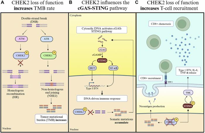 Beyond DNA damage response: Immunomodulatory attributes of CHEK2 in solid tumors