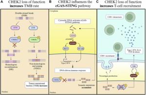 Beyond DNA damage response: Immunomodulatory attributes of CHEK2 in solid tumors
