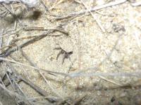 Female <i>Chaco costai</i>