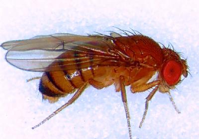 Fruit Fly