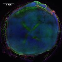 Neural Glial Nuclei