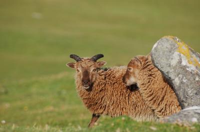 Sheep Twins