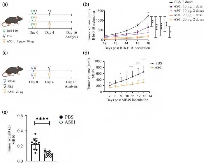 AS01 treatment reduced tumor growth in preclinical melanoma and bladder cancer mouse models.