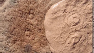 Obamus fossil