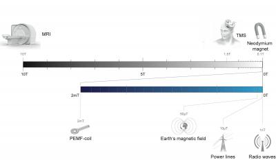 Weak Magnetic Fields Affect Cells Via a Protein Involved in Bird Migration