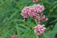 Native Bumble Bee
