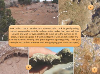 Rising Temperatures Render Biocrusts' Fates Uncertain (4 of 4)