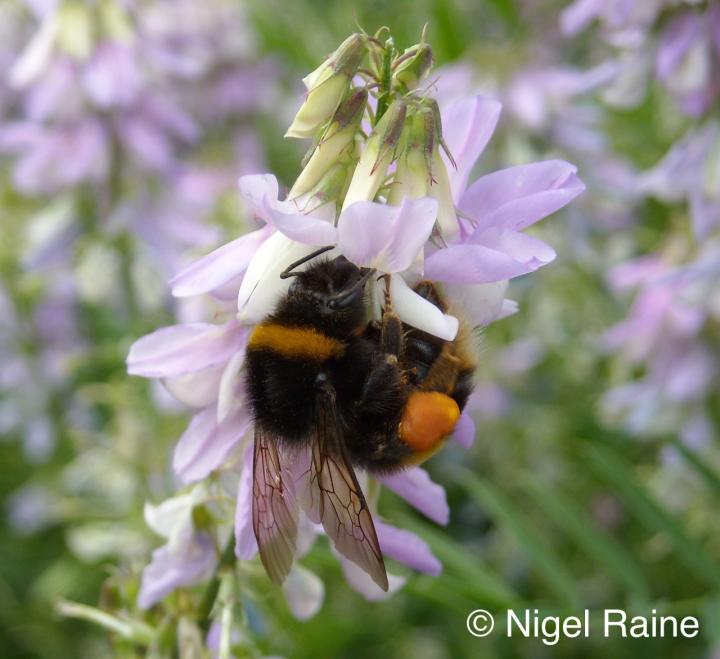 Bumble Bee