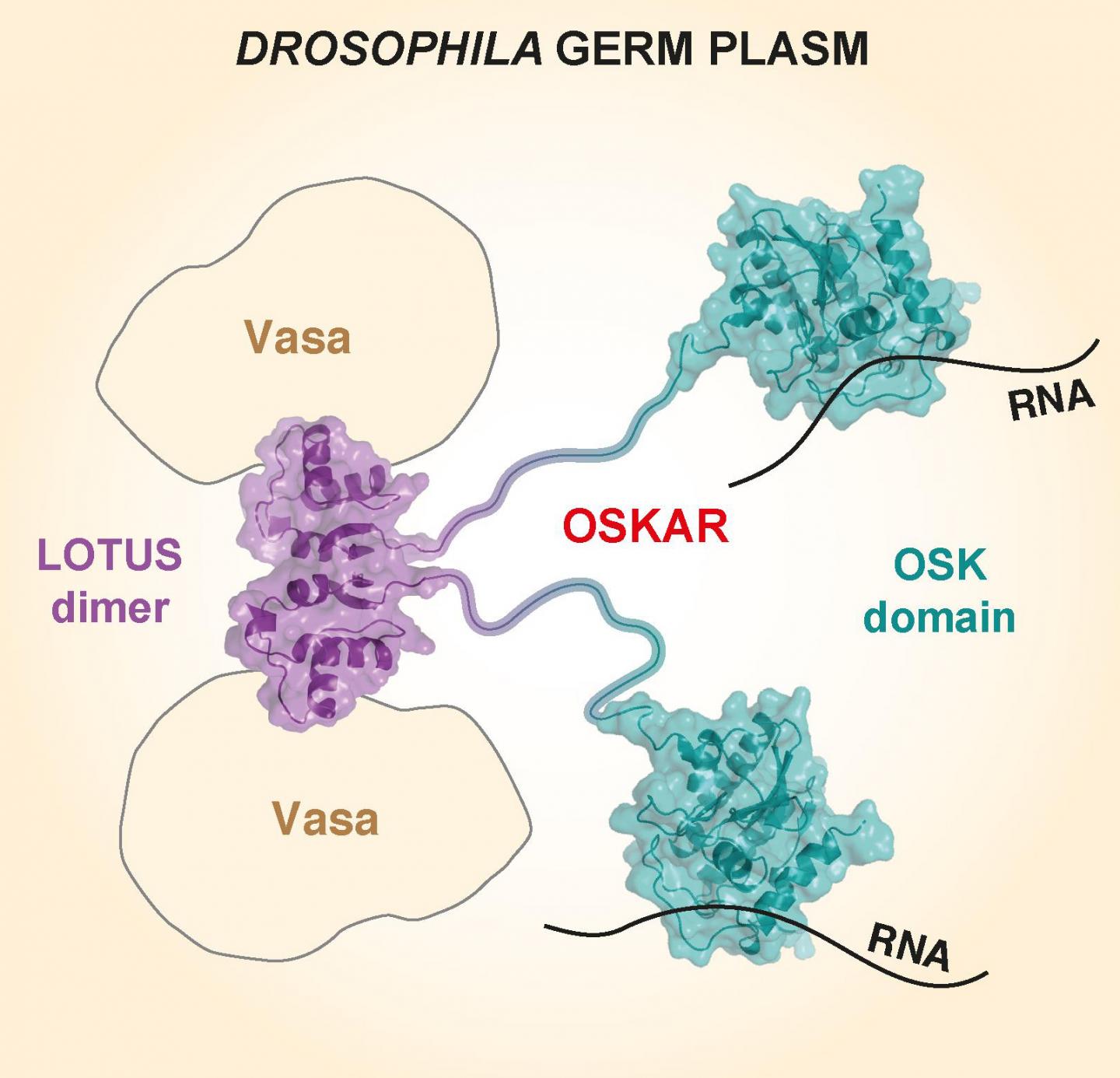 Structure of Oskar