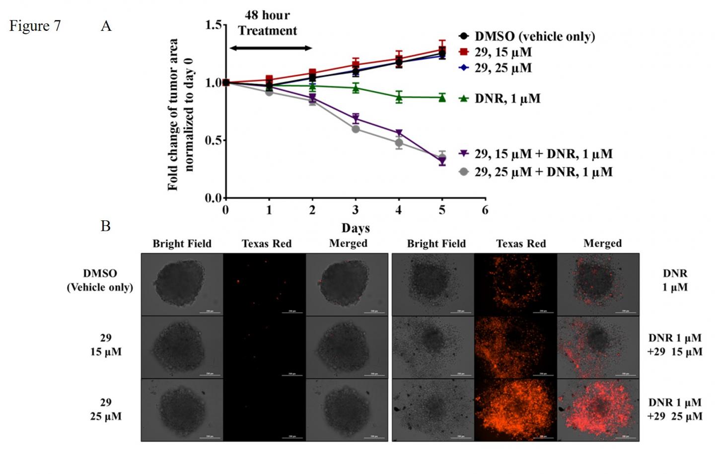 Advanced Cancer Cells Die after Chemo + Inhibitor