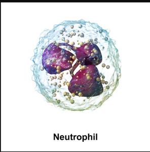 A new study shows a spleen-to-lung neutrophil axis in antiviral defense