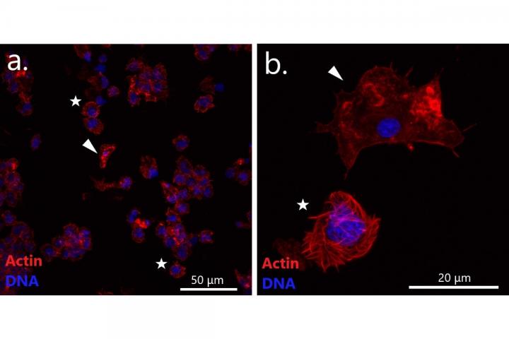Confocal microscopy images of haemocytes of a DN-suggested mussel