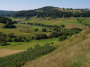 Promoting biodiversity-friendly landscapes - beyond organic farming ...