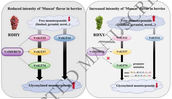 A model for the molecular basis underlying differential monoterpenoid glycosylation and 'Muscat' flavor intensity in RDHY and RDXY berries.