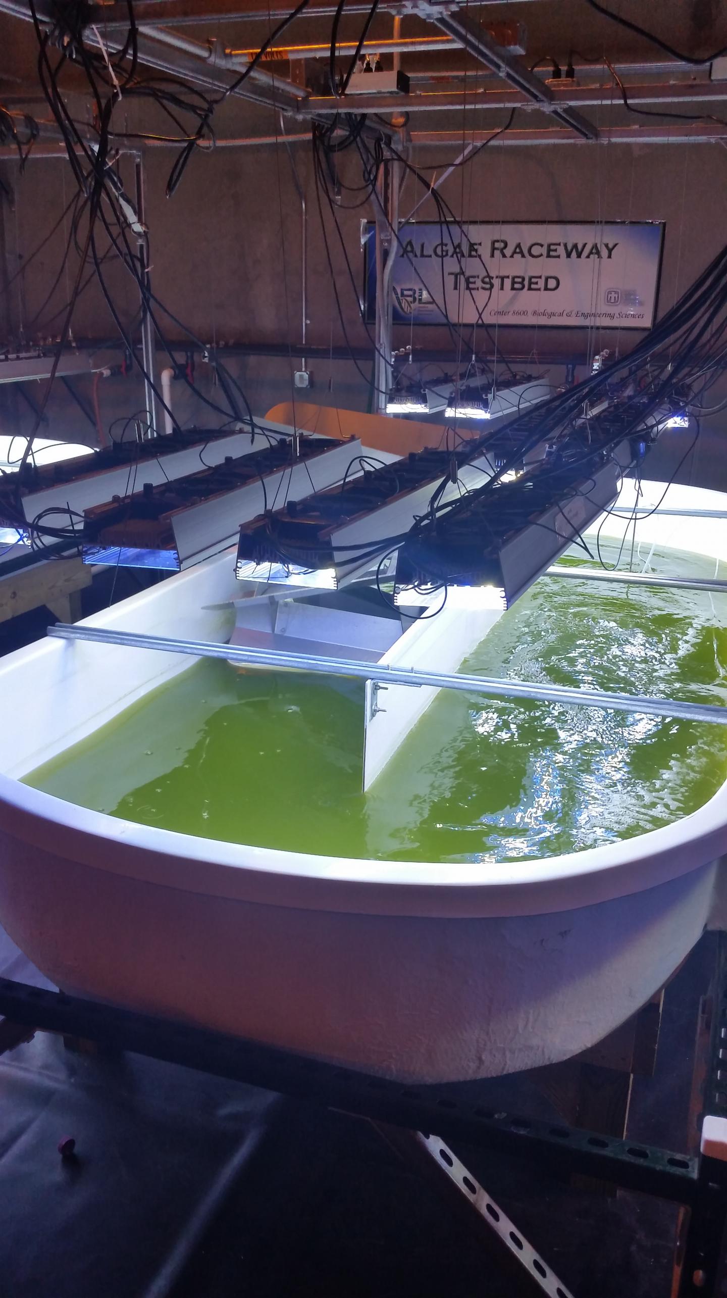Sandia Algae Raceway