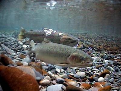 Spawning Steelhead