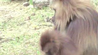 Gelada Lip Smacks and Wobbles