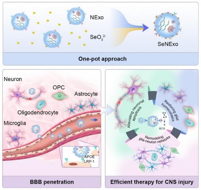 Schematic diagram of the preparation, blood-brain barrier penetration, and synergistic neural repair of SeNExo
