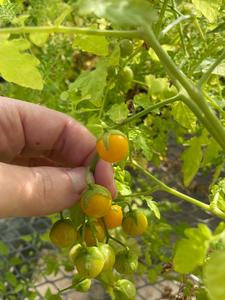 Standard tomatoes