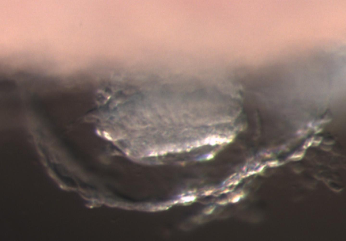 Crab-Eating Monkey Embryo Post-Implantation