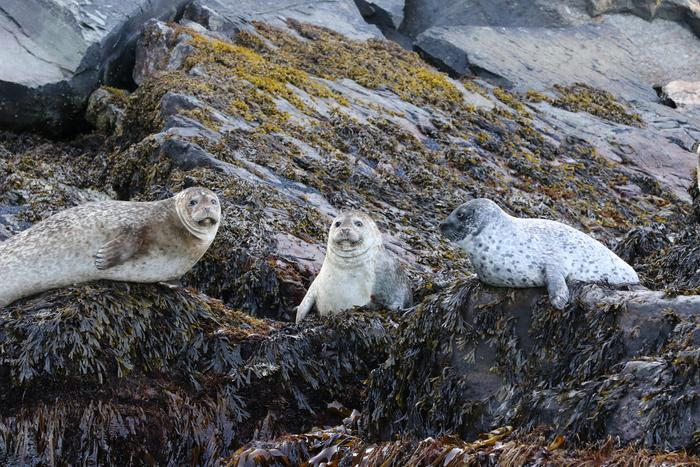 Marine mammal and seabird population changes have contrasting but limited impacts on fisheries catches in the North Sea