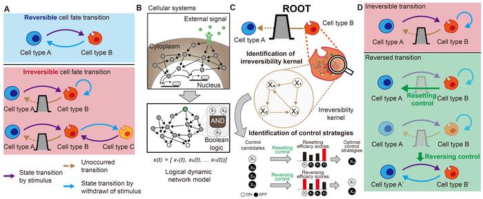 KAIST Develops Core Technology to Reverse Biological Changes Once Thought Irreversible, Opening New Possibilities for Aging and Cancer Research